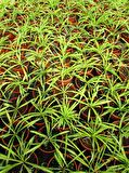 KURDELE ÇİÇEĞİ 2 ADET - BONSAİ SAKSISINDA OFİS SALON BİTKİSİ