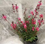 GAURA ÇİÇEĞİ 20 ADET - ÇOK YILLIK DIŞ MEKAN ÇİÇEĞİ