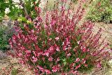 GAURA ÇİÇEĞİ 20 ADET - ÇOK YILLIK DIŞ MEKAN ÇİÇEĞİ