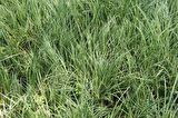 CAREX EVERGOLD 3 ADET - ÇOK YILLIK OTSU BİTKİ
