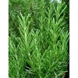 BİBERİYE ROSMARİNUS - KOKULU AROMATİK BİTKİ 20 ADET