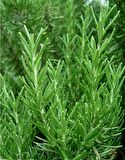 BİBERİYE ROSMARİNUS - KOKULU AROMATİK BİTKİ 5 ADET