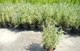 LAVANTA FİDANI 3 ADET - SAKSIDA 20-30 cm