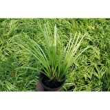 Acorus Gremineus Ogon - Sarı Yeşil Eğir Otu 20 Adet Paket