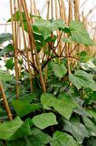 HEDERA ORMAN SARMAŞIĞI 3 ADET 1.5 Metre
