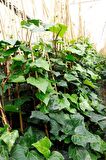 HEDERA ORMAN SARMAŞIĞI 10 ADET 1.5 Metre