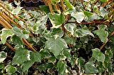 HEDERA ORMAN SARMAŞIĞI 5 ADET - ALACALI SARILICI BİTKİ