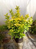 GOLD TAFLAN 3 ADET - BÜYÜK BOY 40 - 50 cm
