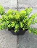 SARI SEDUM 45 ADET - YER ÖRTÜCÜ ÇOK YILLIK BİTKİ
