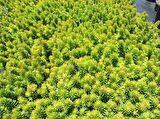 SARI SEDUM 45 ADET - YER ÖRTÜCÜ ÇOK YILLIK BİTKİ