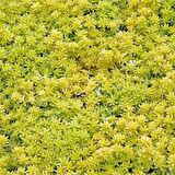 SARI SEDUM 45 ADET - YER ÖRTÜCÜ ÇOK YILLIK BİTKİ