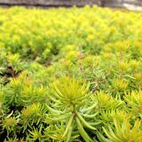 SARI SEDUM 90 ADET - YER ÖRTÜCÜ ÇOK YILLIK BİTKİ