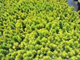 SARI SEDUM 180 ADET - YER ÖRTÜCÜ ÇOK YILLIK BİTKİ