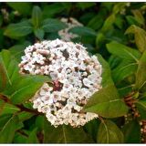 KARTOPU 10 Adet - DEFNE YAPRAKLI KARTOPU TİNUS 1 METRE (#41985249