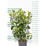 KARTOPU LUCİDUM 5 ADET- 1 METRE ÇİT BİTKİSİ