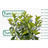 KARTOPU LUCİDUM 10 ADET- 1 METRE ÇİT BİTKİSİ