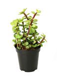 Portulacaria Afra Variegata - 10 ADET SUKULENT - TERARYUM BİTKİSİ