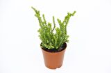 Crassula Muscosa - 5 Adet SUKULENT - TERARYUM BİTKİSİ
