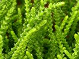 Crassula Muscosa - 50 Adet SUKULENT - TERARYUM BİTKİSİ