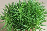 Senekio Barbertonicus Himalaya - 20 ADET SUKULENT - TERARYUM BİT