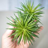 Senekio Barbertonicus Himalaya - 20 ADET SUKULENT - TERARYUM BİT