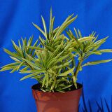 Senekio Barbertonicus Himalaya - 10 ADET SUKULENT - TERARYUM BİT