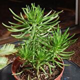 Senekio Barbertonicus Himalaya - 10 ADET SUKULENT - TERARYUM BİT