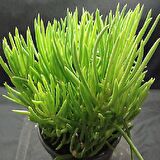 Senekio Barbertonicus Himalaya - 10 ADET SUKULENT - TERARYUM BİT