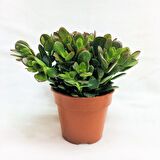 Crassula Ovata - Para ve Şans Bitkisi - 20 ADET SUKULENT
