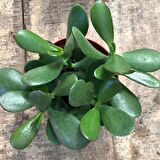 Crassula Ovata - Para ve Şans Bitkisi - 10 ADET SUKULENT - TERARY