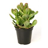 Crassula Ovata - Para ve Şans Bitkisi - 10 ADET SUKULENT - TERARY