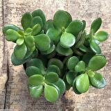 Crassula Ovata - Para ve Şans Bitkisi - 10 ADET SUKULENT - TERARY