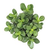 Crassula Ovata - Para ve Şans Bitkisi - 10 ADET SUKULENT - TERARY