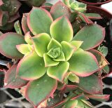 Aeonium Kiwi - 50 ADET SUKULENT - TERARYUM BİTKİSİ