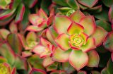 Aeonium Kiwi - 50 ADET SUKULENT - TERARYUM BİTKİSİ