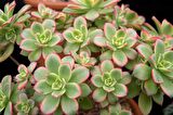 Aeonium Kiwi - 20 ADET SUKULENT - TERARYUM BİTKİSİ