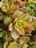 Aeonium Kiwi - 20 ADET SUKULENT - TERARYUM BİTKİSİ