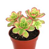 Aeonium Kiwi - 10 ADET SUKULENT - TERARYUM BİTKİSİ