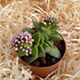 Crassula Springtime - 20 ADET SUKULENT - TERARYUM BİTKİSİ