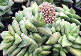 Crassula Springtime - 20 ADET SUKULENT - TERARYUM BİTKİSİ
