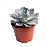 Echeveria Morning Beauty - 50 ADET SUKULENT
