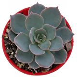 Echeveria Morning Beauty - 50 ADET SUKULENT