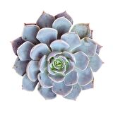 Echeveria Morning Beauty - 50 ADET SUKULENT