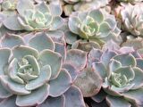 Echeveria Morning Beauty - 50 ADET SUKULENT