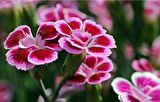 PEMBE ÇİN KARANFİLİ ÇİÇEĞİ 10 ADET