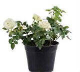 MİNYATÜR GÜL FİDANI BEYAZ - 10 ADET