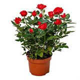 MİNYATÜR GÜL FİDANI KIRMIZI - 10 ADET