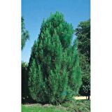 PİRAMİT KARAÇAM TOHUMU 100 GR 4000 ADET