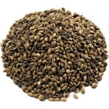 KARAÇAM TOHUMU 50 GR 2000 ADET TOHUM