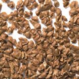 MAVİ ARİZONA SERVİSİ TOHUMU 200 GR 16 000 ADET